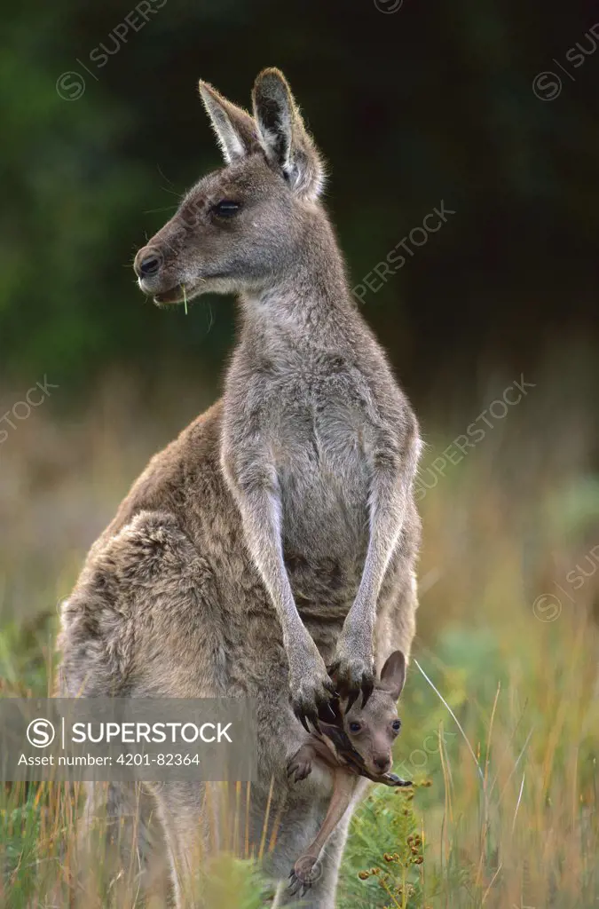 Eastern Grey Kangaroo (Macropus giganteus) mother with joey in her pouch, Wilsons Promontory National Park, Australia