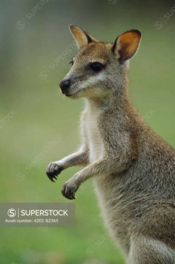 Agile Wallaby (Macropus agilis) juvenile, Bowling Green Bay National Park, Australia