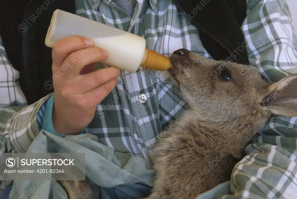 Red Kangaroo (Macropus rufus) orphan joey being fed by biologist near Broken Hill, Australia