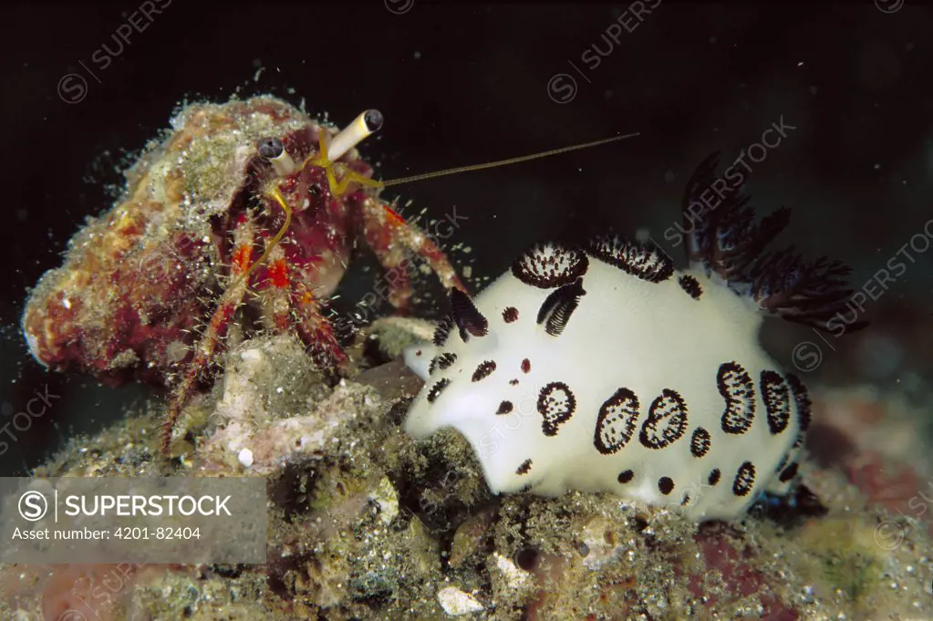 Hermit Crab (Dardanus sp) crawling on a Nudibranch (Jorunna funebris), Papua New Guinea