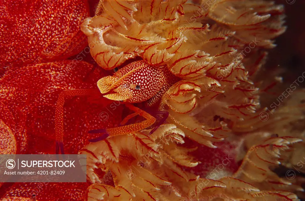 Shrimp (Periclimenes sp) living among the gills of the Spanish Dancer (Hexabranchus sanguineus) nudibranch, 50 feet deep, Papua New Guinea