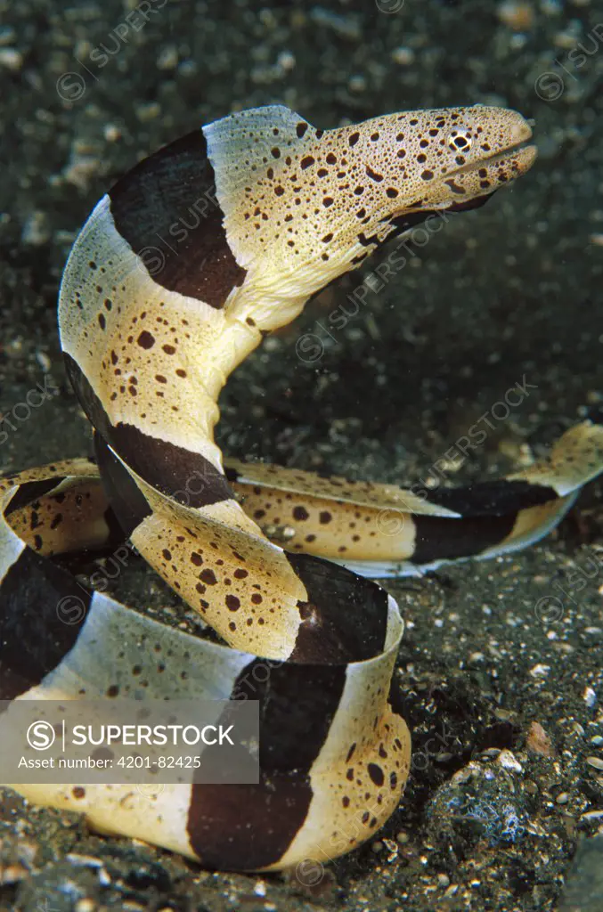Moray Eel (Muraenidae) 30 feet deep, Papua New Guinea