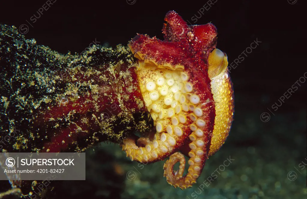Octopus (Octopus sp) in a bottle, this species is unidentified, but is believed to be poisonous, 60 feet deep