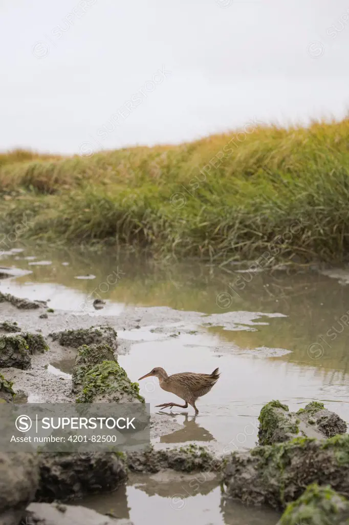 California Clapper Rail (Rallus longirostris obsoletus) crossing tidal channel in marsh, Martin Luther King Jr. Regional Shoreline, California