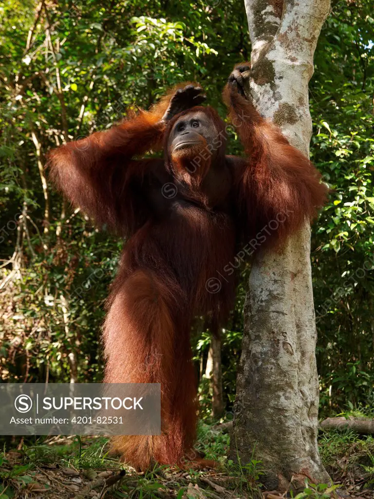 Orangutan (Pongo pygmaeus) standing beside tree, Borneo, Malaysia