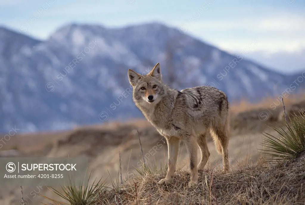 Coyote (Canis latrans) on ridge line, Alleens Park, Colorado