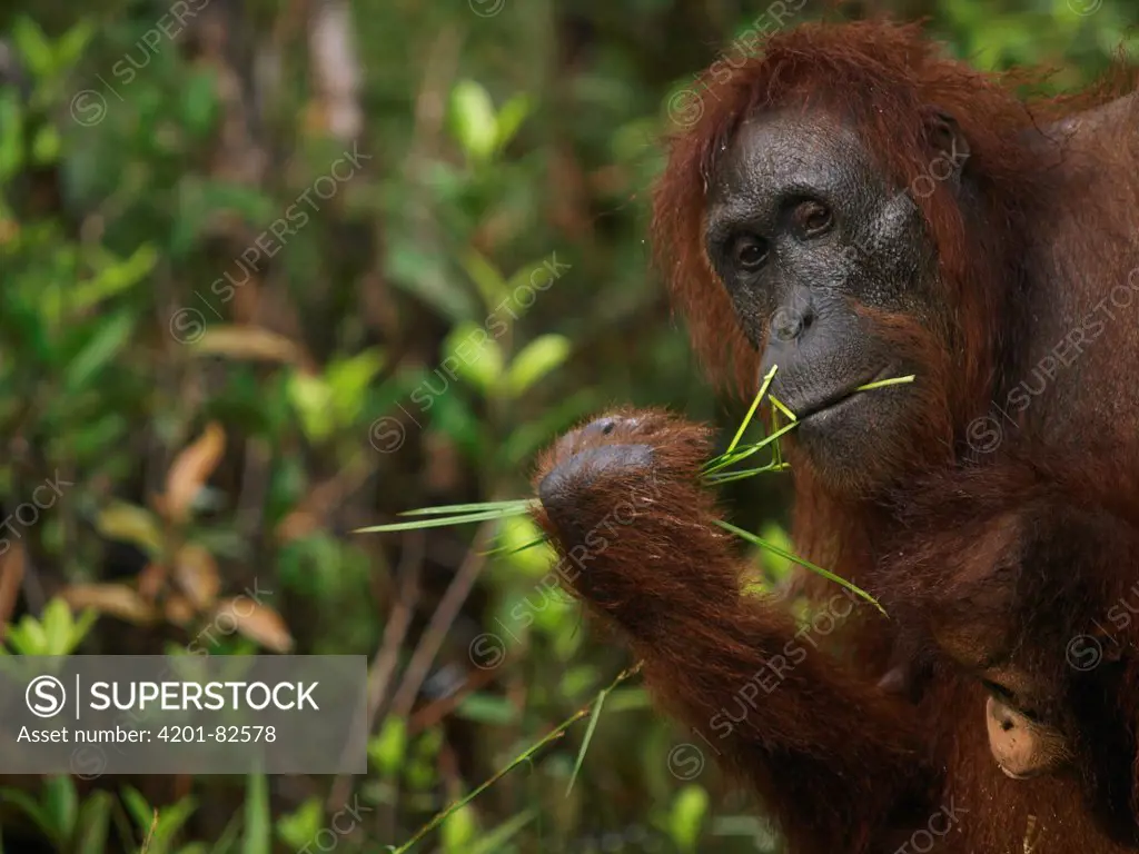 Orangutan (Pongo pygmaeus) female eating grasses, Borneo, Malaysia