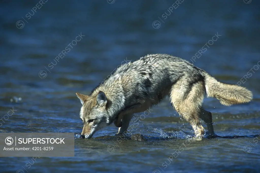 Coyote (Canis latrans) drinking from lake, Alleens Park, Colorado