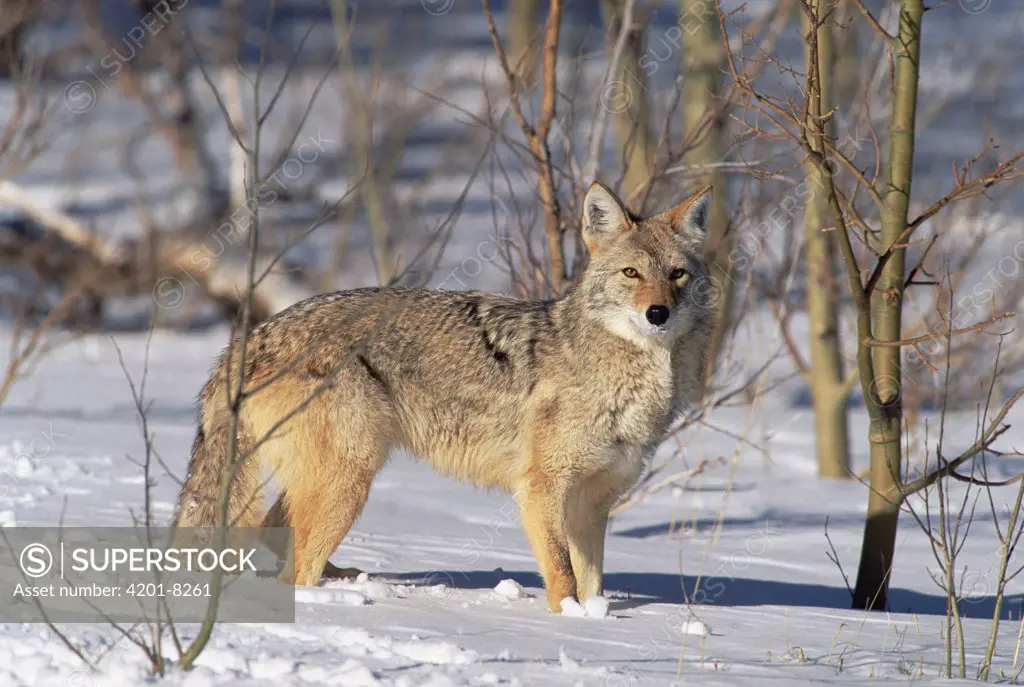 Coyote (Canis latrans) in winter, Alleens Park, Colorado