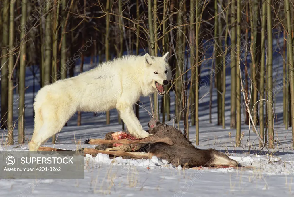Timber Wolf (Canis lupus) standing over White-tailed Deer (Odocoileus virginianus) carcass, Colorado