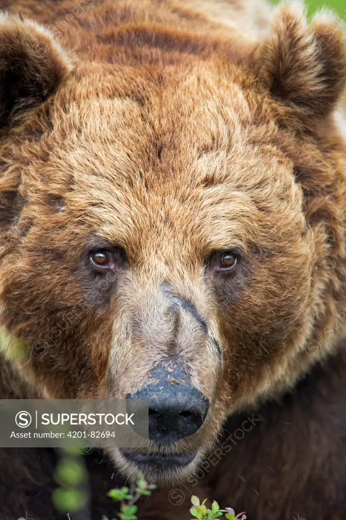 Brown Bear (Ursus arctos) male with scarred nose, northeast Finland