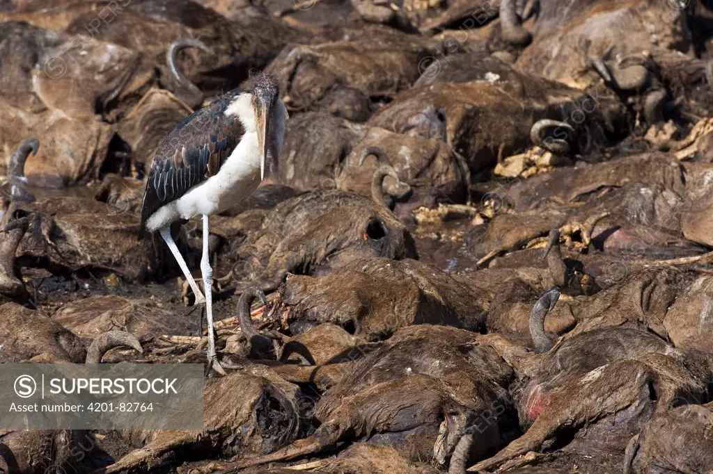 Marabou Stork (Leptoptilos crumeniferus) walking over Blue Wildebeest (Connochaetes taurinus) carcasses, Africa