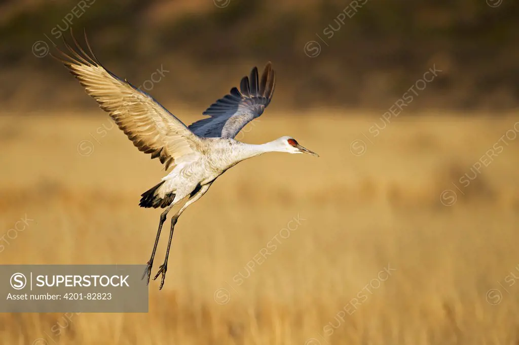 Sandhill Crane (Grus canadensis) flying, Bosque del Apache National Wildlife Refuge, New Mexico