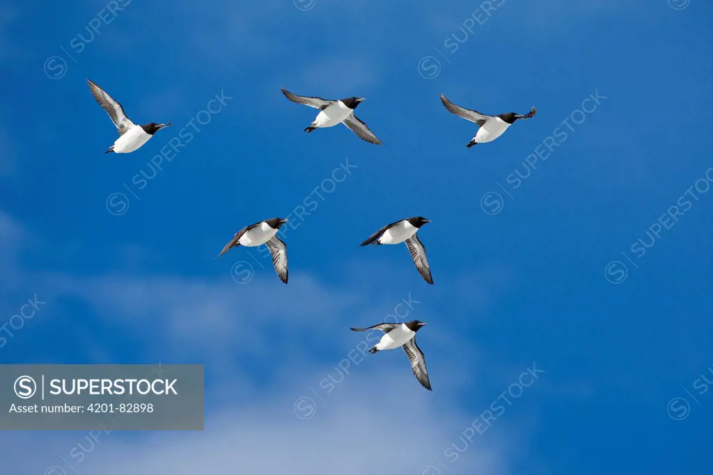 Brunnich's Guillemot (Uria lomvia) flock flying, Svalbard, Norway