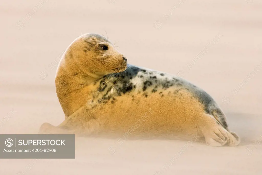 Grey Seal (Halichoerus grypus) in sandstorm, Donna Nook, Lincolnshire, United Kingdom