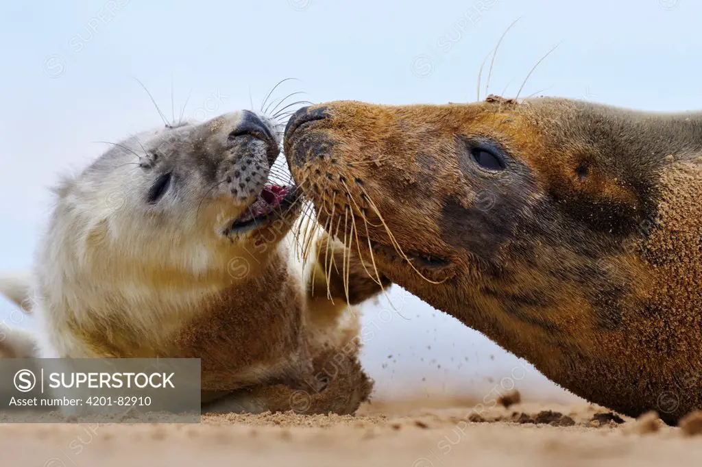 Grey Seal (Halichoerus grypus) with pup on beach, Donna Nook, Lincolnshire, United Kingdom