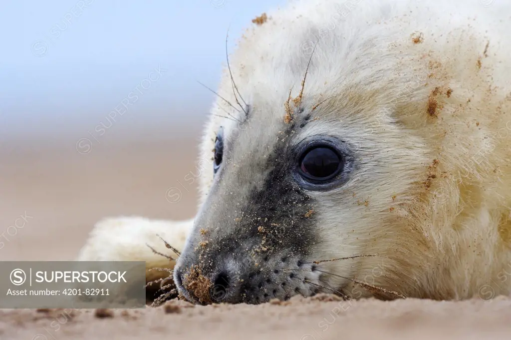 Grey Seal (Halichoerus grypus) pup, Donna Nook, Lincolnshire, United Kingdom