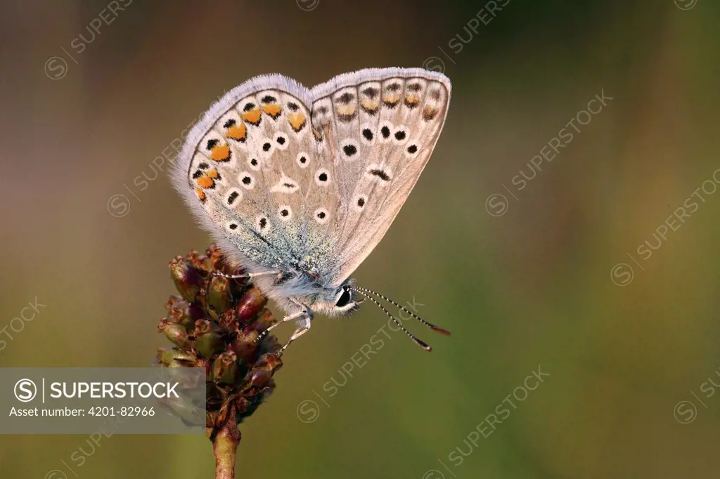 Common Blue (Polyommatus icarus) butterfly, Bohemian Forest, Czech Republic