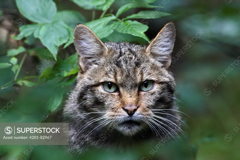 Wild Cat (Felis silvestris), Haute-Marne, France