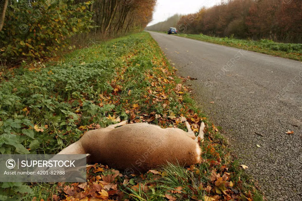 Western Roe Deer (Capreolus capreolus) roadkill, Almere, Noord-Holland, Netherlands