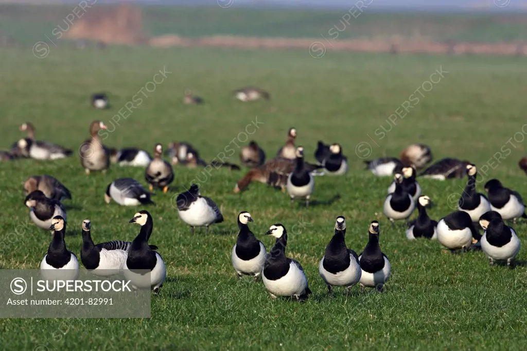 Barnacle Goose (Branta leucopsis) flock in meadow, Oudega, Friesland, Netherlands