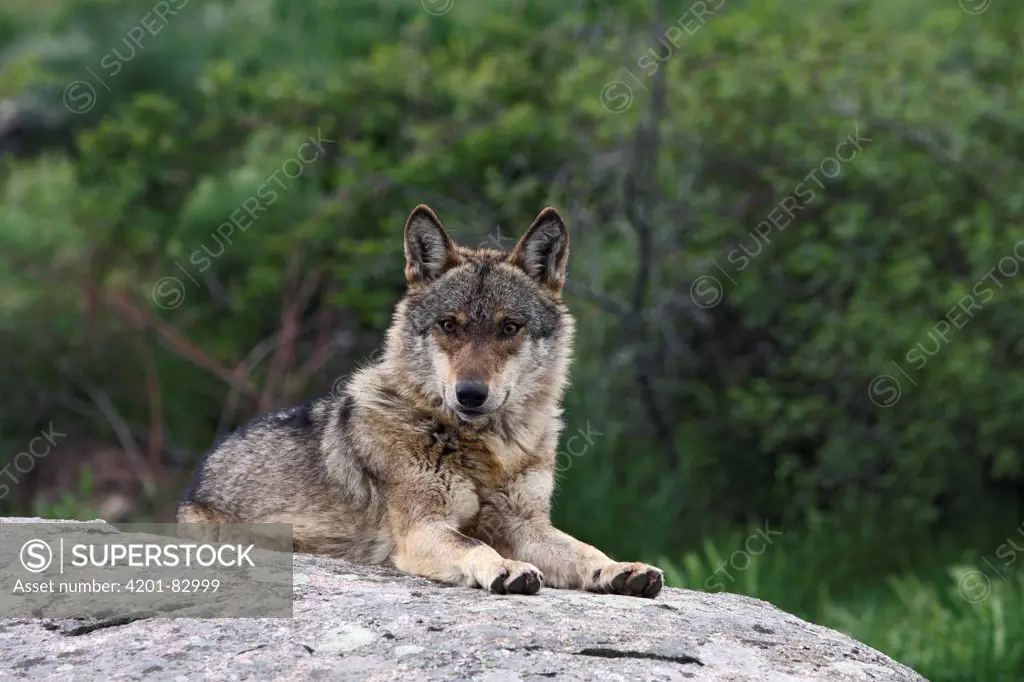 Iberian Wolf (Canis lupus signatus) resting, Sierra de la Culebra, Spain