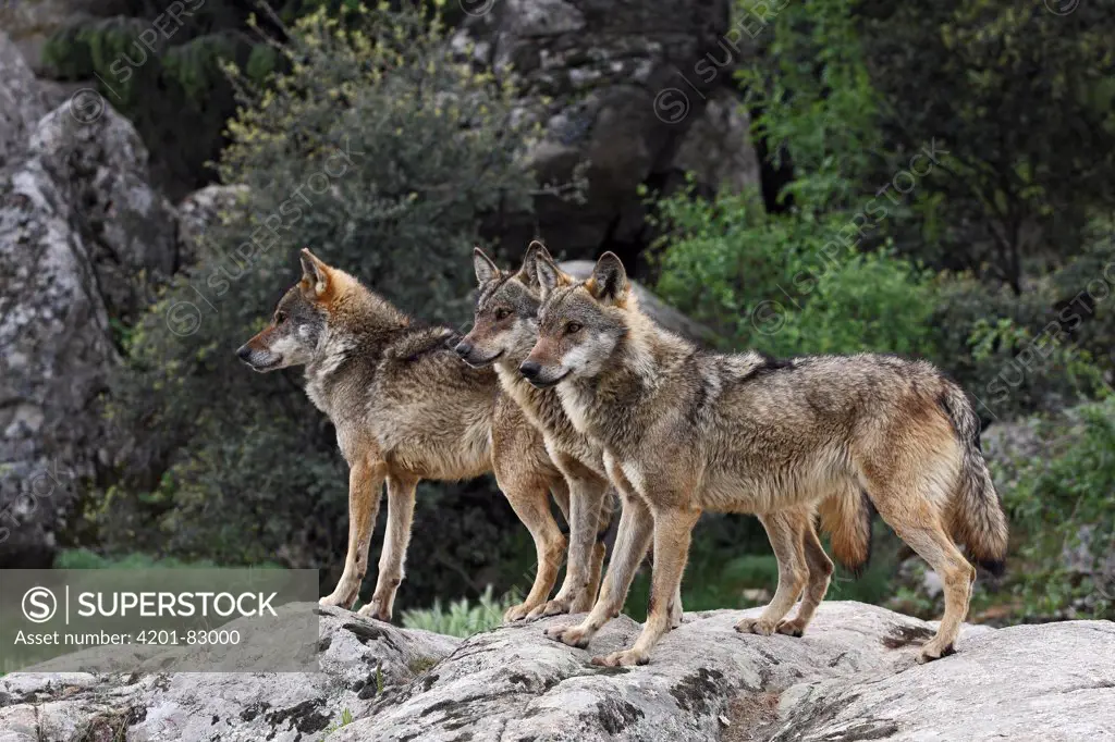 Iberian Wolf (Canis lupus signatus) group, Sierra de la Culebra, Spain