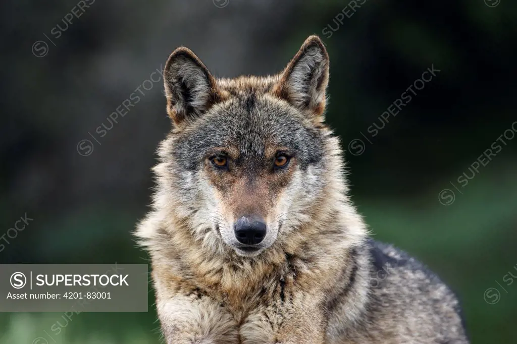 Iberian Wolf (Canis lupus signatus) portrait, Sierra de la Culebra, Spain