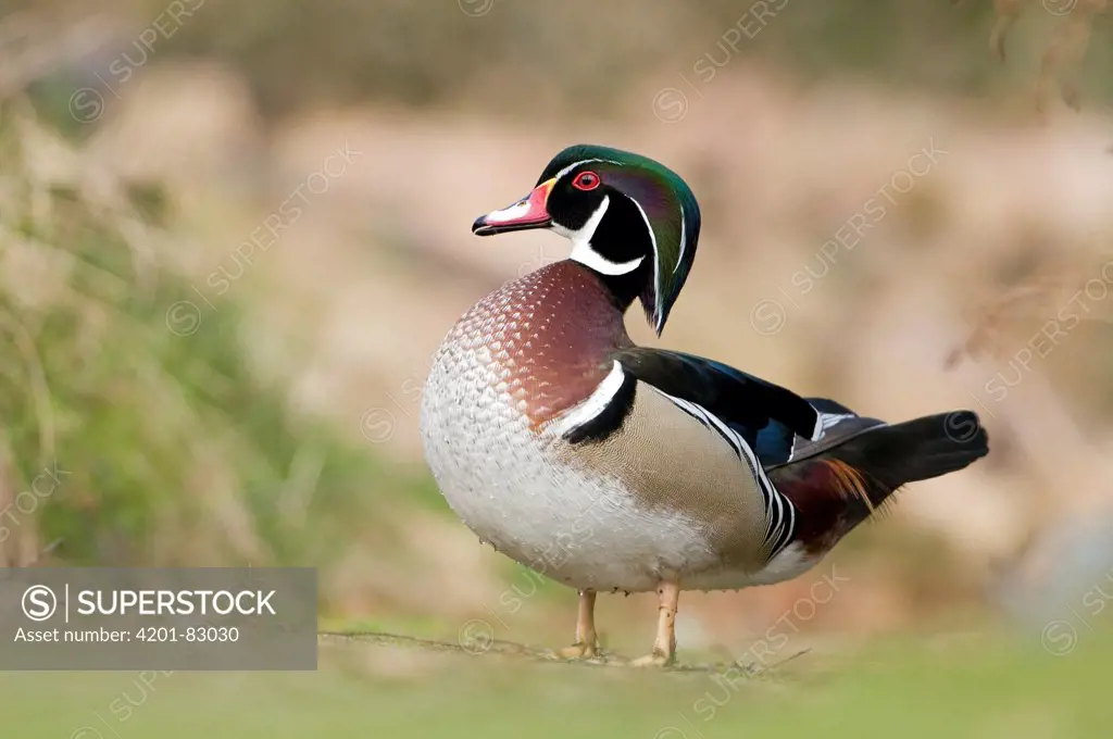 Wood Duck (Aix sponsa) drake, De Westereen, Friesland, Netherlands