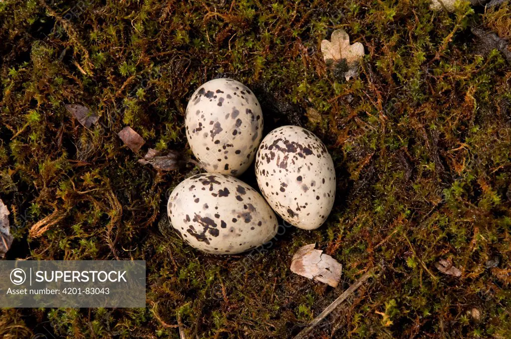 Common Tern (Sterna hirundo) eggs in nest, De Westereen, Friesland, Netherlands