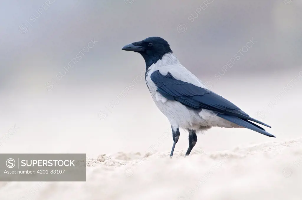 Hooded Crow (Corvus corone cornix) on beach, Mydzezdroje, Poland