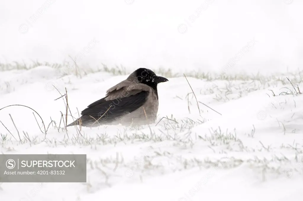 Hooded Crow (Corvus corone cornix) in snow, Lauwersmeer, Groningen, Netherlands