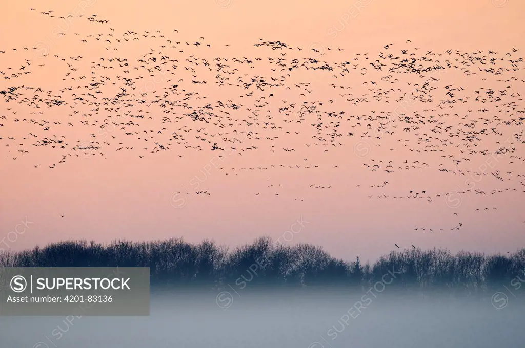 Barnacle Goose (Branta leucopsis) flock flying in misty winter landscape, Friesland, Netherlands