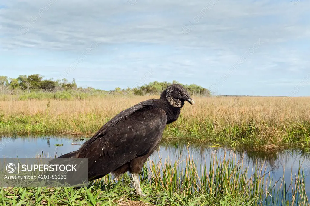 American Black Vulture (Coragyps atratus), Everglades National Park, Florida