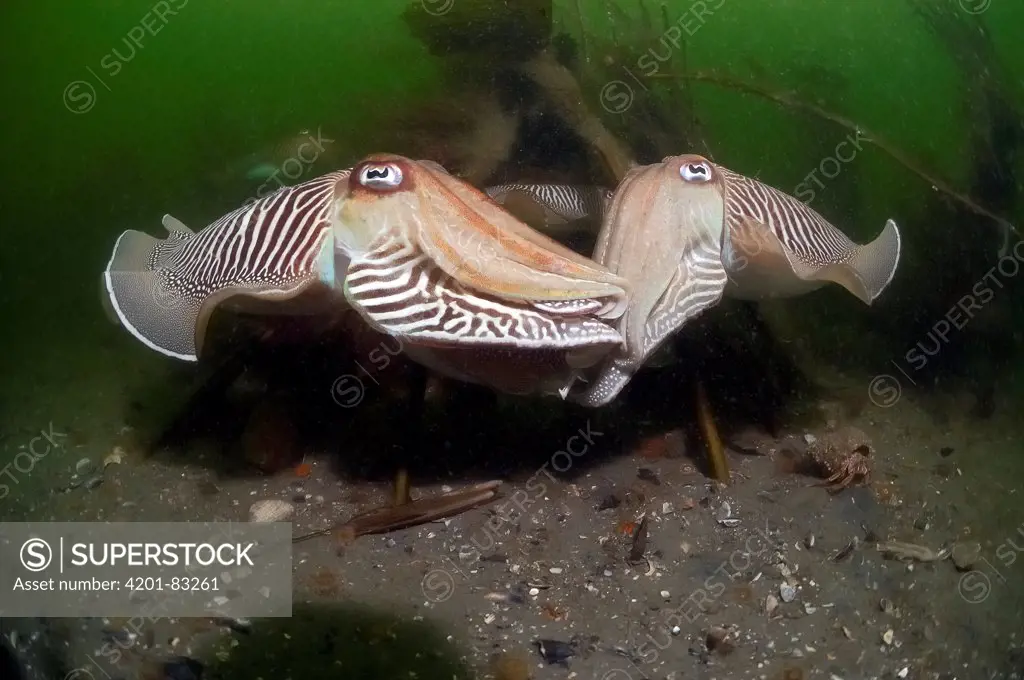 Common Cuttlefish (Sepia officinalis) pair mating, North Sea