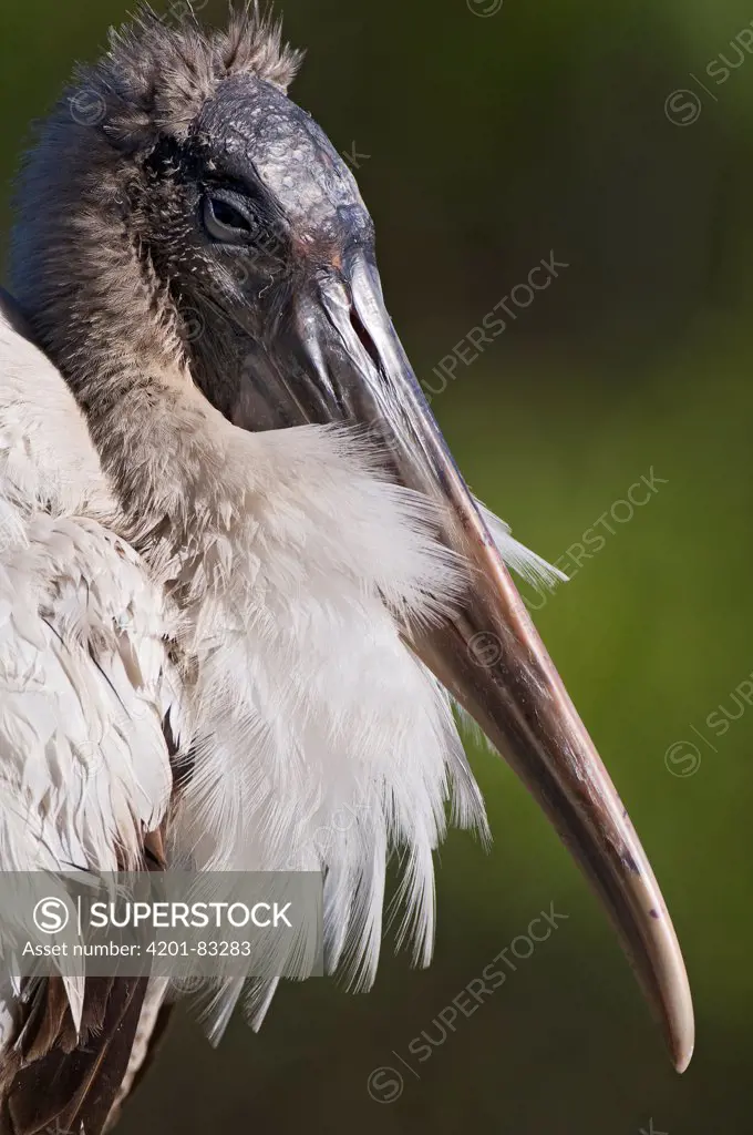 Wood Stork (Mycteria americana), Everglades National Park, Florida