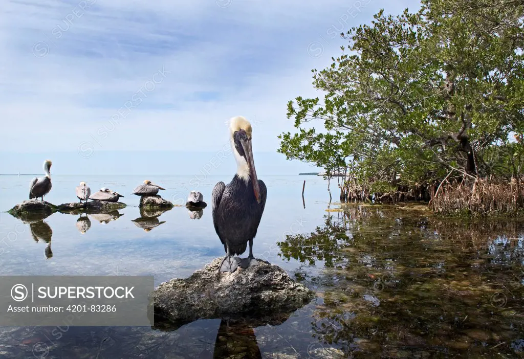 Brown Pelican (Pelecanus occidentalis) group on rocks, Florida Keys, Florida