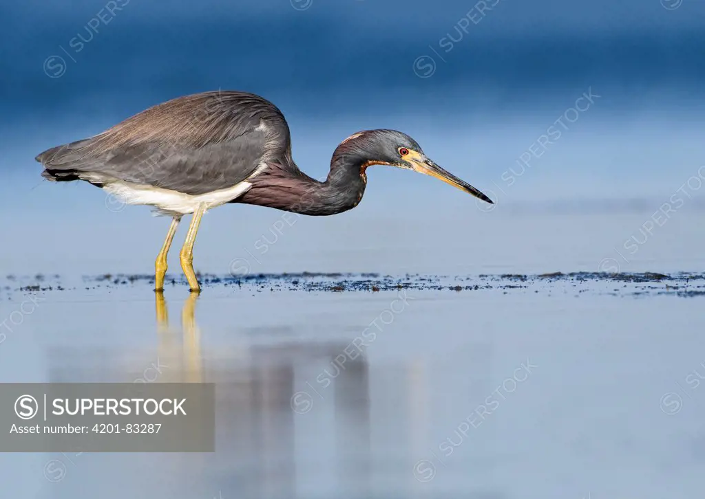 Tricolored Heron (Egretta tricolor) foraging, Marco Island, Florida