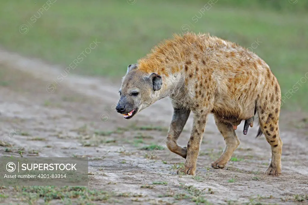 Spotted Hyena (Crocuta crocuta) female walking with pseudo-penis showing, Masai Mara, Kenya