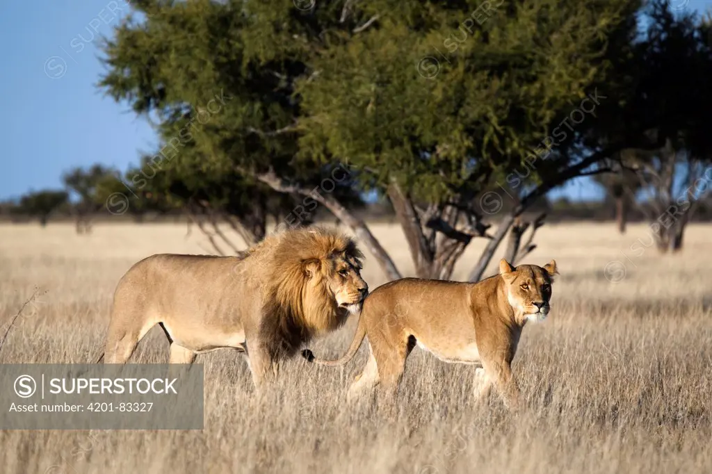 African Lion (Panthera leo) male and female courting, Khutse Game Reserve, Botswana