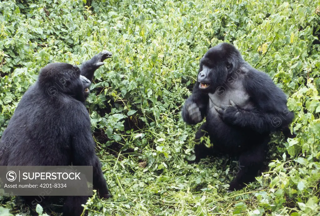 Mountain Gorilla (Gorilla gorilla beringei) males fighting, Virunga National Park, Democratic Republic of the Congo
