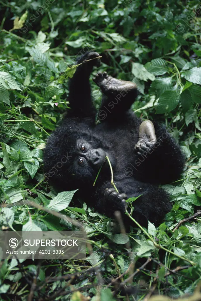 Mountain Gorilla (Gorilla gorilla beringei) baby rolling on forest floor, Virunga National Park, Congo
