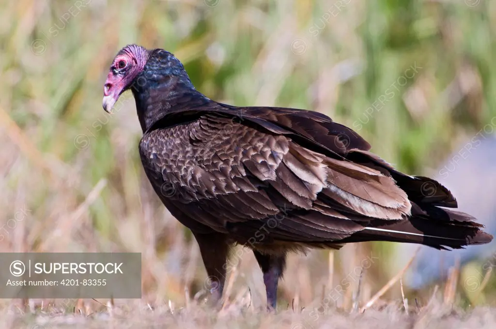 Turkey Vulture (Cathartes aura), Everglades National Park, Florida