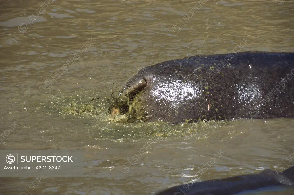 Hippopotamus (Hippopotamus amphibius) defecating in the water, Aquatic Sub-Sahara Africa