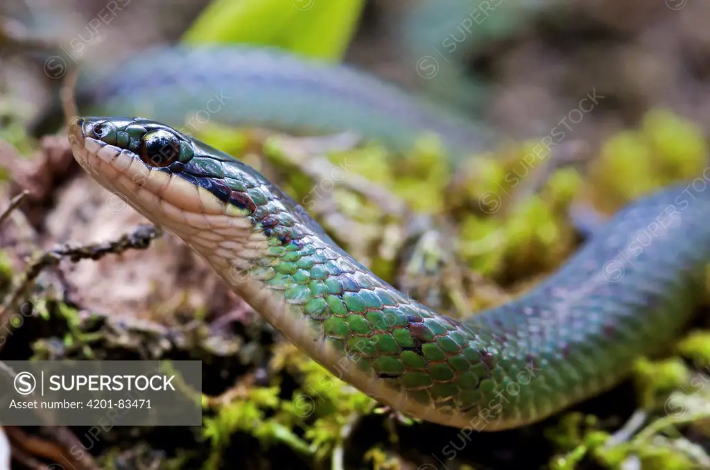 Amazon Ground Snake (Liophis epinephelus), Mindo, Ecuador