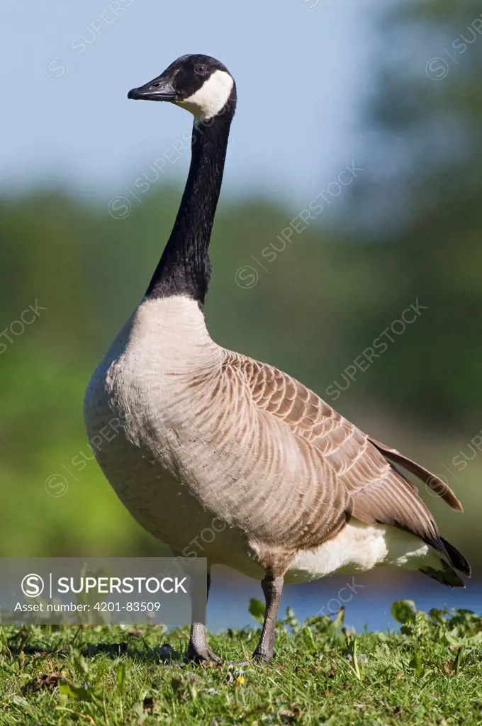 Canada Goose (Branta canadensis), Lutjegast, Groningen, Netherlands