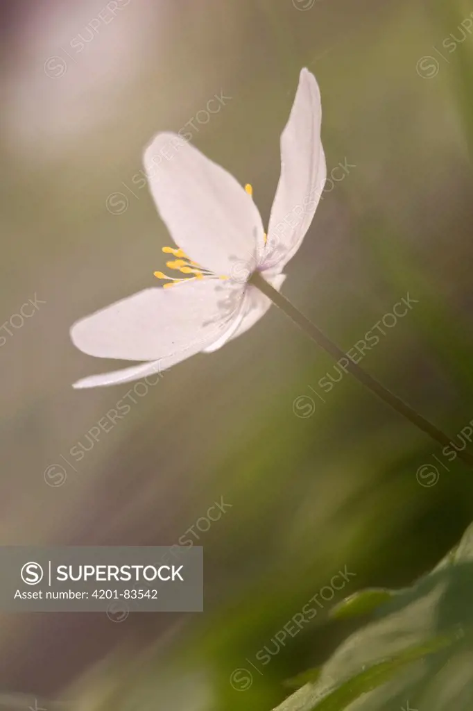 Wood Anemone (Anemone nemorosa) flower, Switzerland