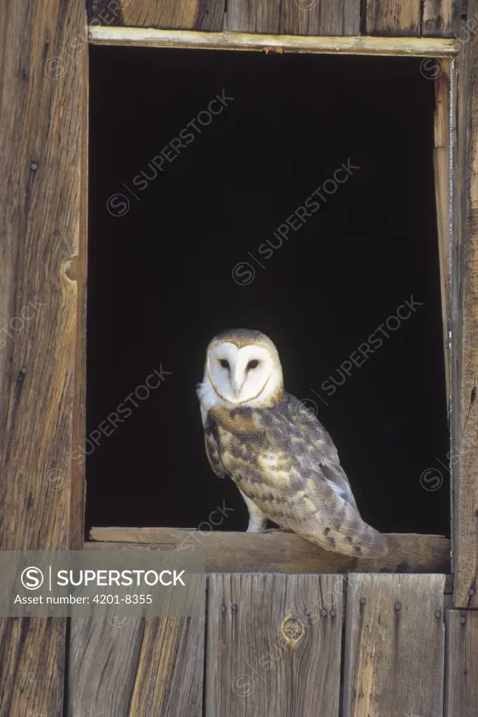 Barn Owl (Tyto alba) perching on barn window, North America