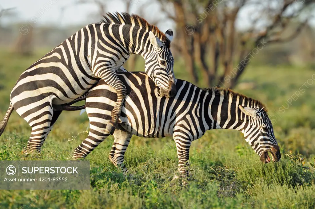 Zebra (Equus quagga) pair mating, Serengeti National Park, Tanzania