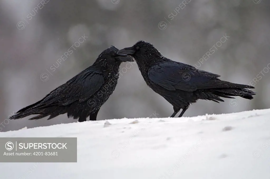 Common Raven (Corvus corax) pair in snow, Flatanger, Norway